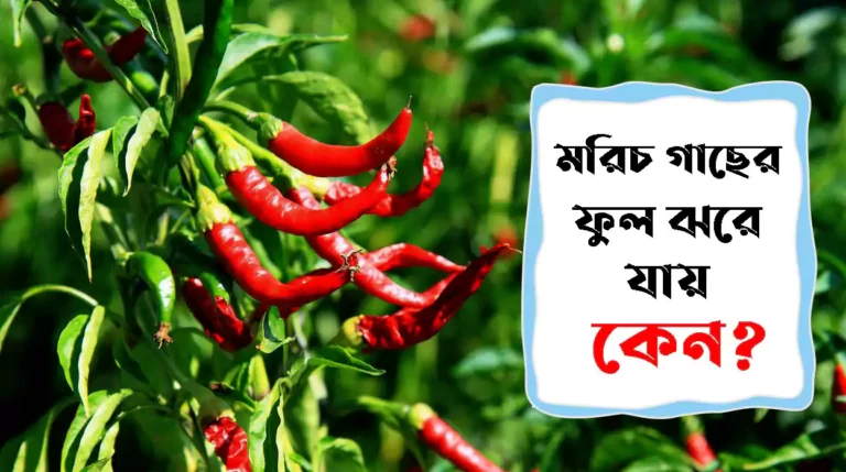 মরিচ গাছের ফুল ঝরে যায় কেন ও এর প্রতিকার কি?