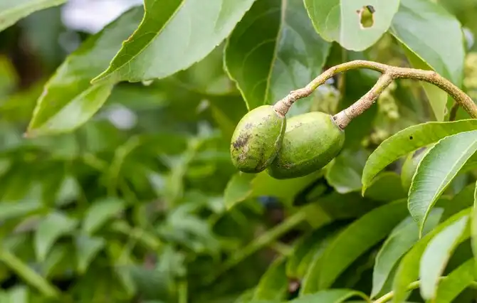 আমড়ার উপকারিতা সমূহ (ক্যান্সার প্রতিরোধক, যৌবন ধরে রাখে)