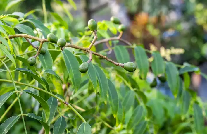 আমড়ার উপকারিতা সমূহ (ক্যান্সার প্রতিরোধক, যৌবন ধরে রাখে)