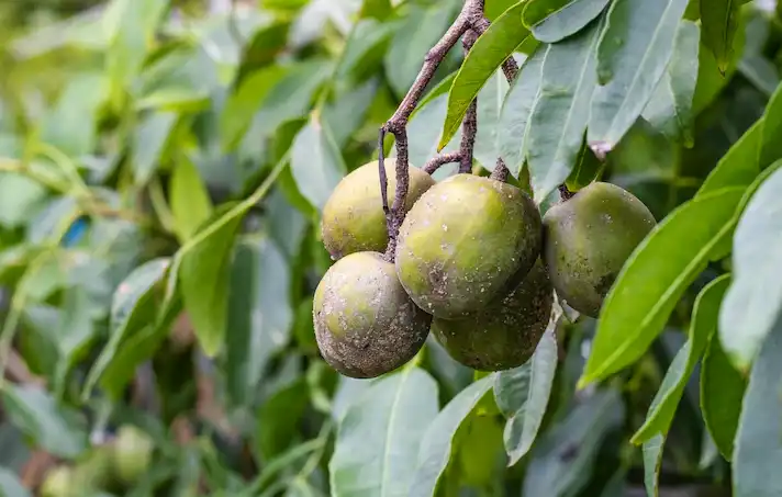 আমড়ার উপকারিতা সমূহ (ক্যান্সার প্রতিরোধক, যৌবন ধরে রাখে)