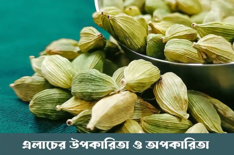 এলাচ এর উপকারিতা (হজম শক্তি, দুর্গন্ধ দূর, রক্তচাপ নিয়ন্ত্রণ)