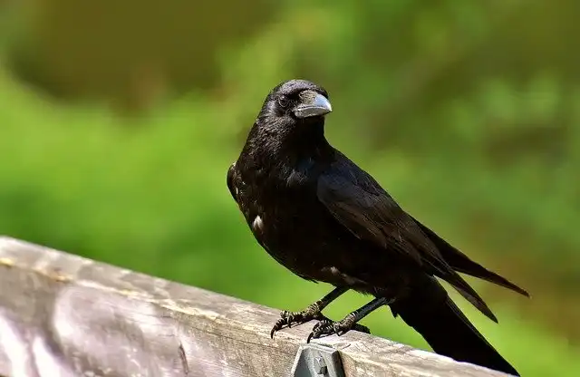 250+ বিভিন্ন পাখির ছবি / বিভিন্ন ধরনের পাখির ছবি ডাউনলোড