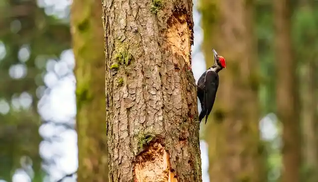 250+ বিভিন্ন পাখির ছবি / বিভিন্ন ধরনের পাখির ছবি ডাউনলোড