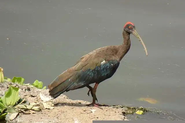 250+ বিভিন্ন পাখির ছবি / বিভিন্ন ধরনের পাখির ছবি ডাউনলোড