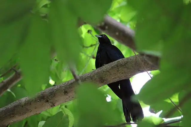 কোকিল পাখির ছবি ডাউনলোড / পাখির ফটো