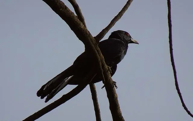 কোকিল পাখির ছবি ডাউনলোড / পাখির ফটো