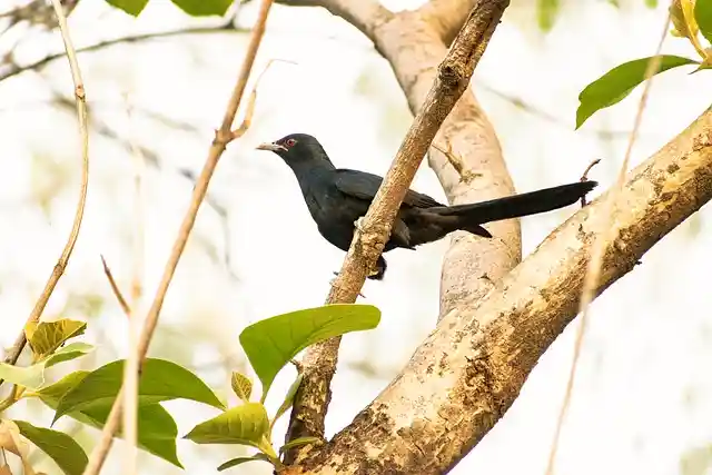 কোকিল পাখির ছবি ডাউনলোড / পাখির ফটো