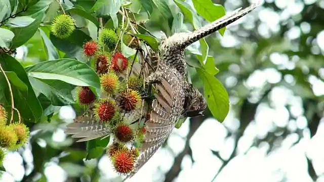 কোকিল পাখির ছবি ডাউনলোড / পাখির ফটো