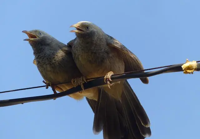 কোকিল পাখির ছবি ডাউনলোড / পাখির ফটো