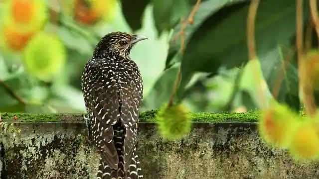 কোকিল পাখির ছবি ডাউনলোড / পাখির ফটো