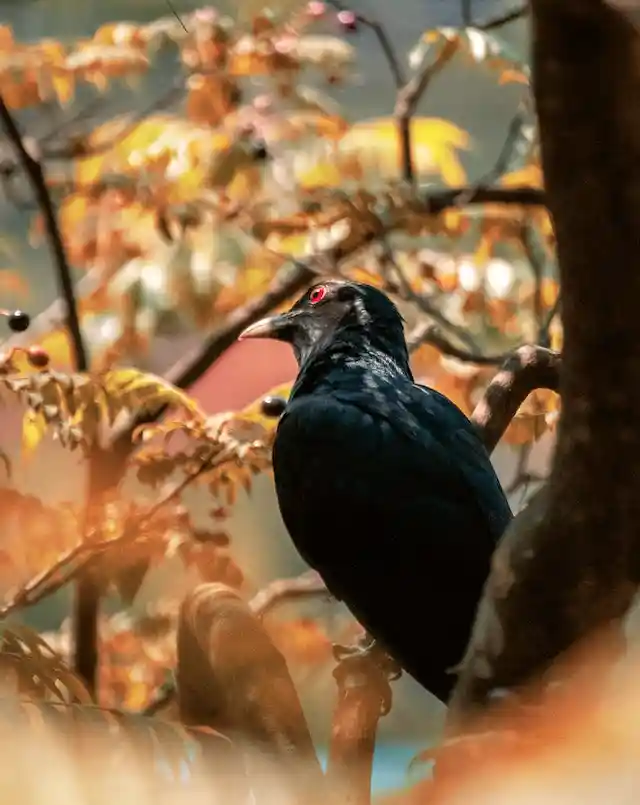 কোকিল পাখির ছবি ডাউনলোড / পাখির ফটো