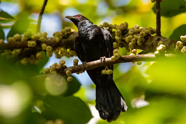 কোকিল পাখির ছবি ডাউনলোড / পাখির ফটো