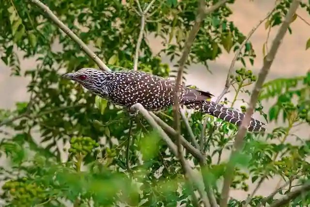 কোকিল পাখির ছবি ডাউনলোড / পাখির ফটো