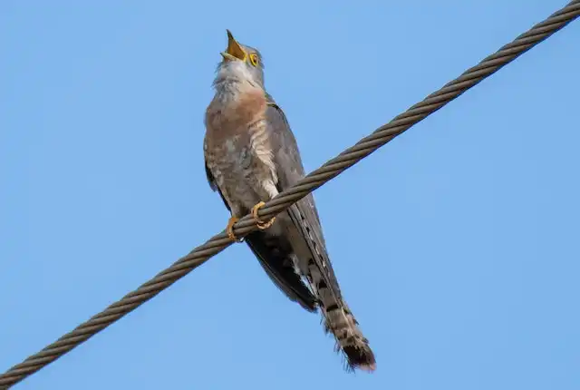 কোকিল পাখির ছবি ডাউনলোড / পাখির ফটো