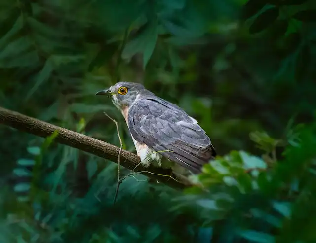 কোকিল পাখির ছবি ডাউনলোড / পাখির ফটো