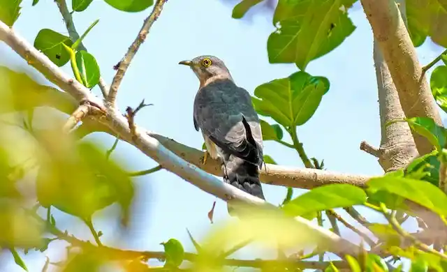 কোকিল পাখির ছবি ডাউনলোড / পাখির ফটো