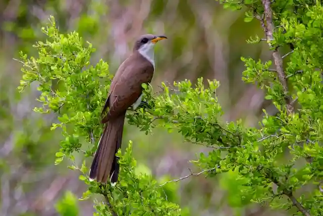 কোকিল পাখির ছবি ডাউনলোড / পাখির ফটো