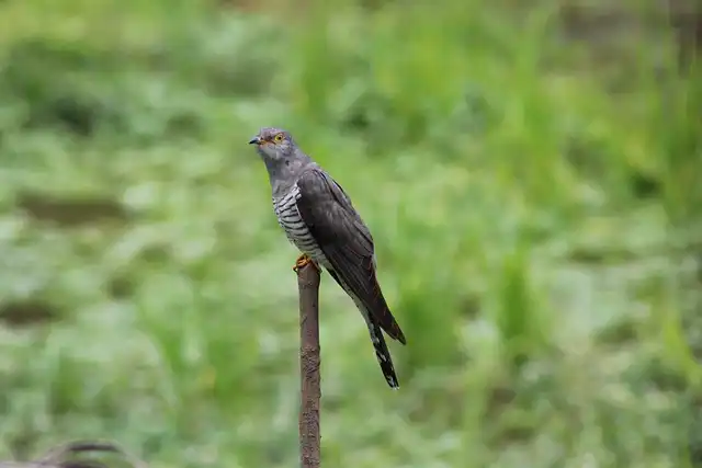 কোকিল পাখির ছবি ডাউনলোড / পাখির ফটো