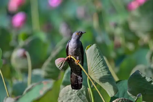 কোকিল পাখির ছবি ডাউনলোড / পাখির ফটো