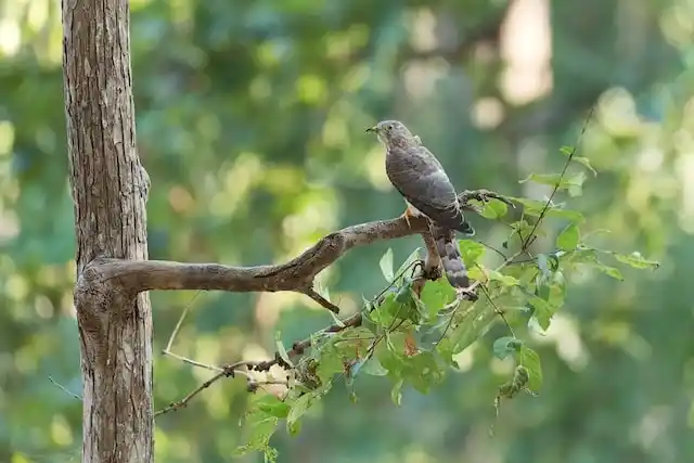 কোকিল পাখির ছবি ডাউনলোড / পাখির ফটো