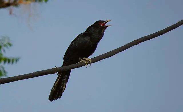 কোকিল পাখির ছবি ডাউনলোড / পাখির ফটো