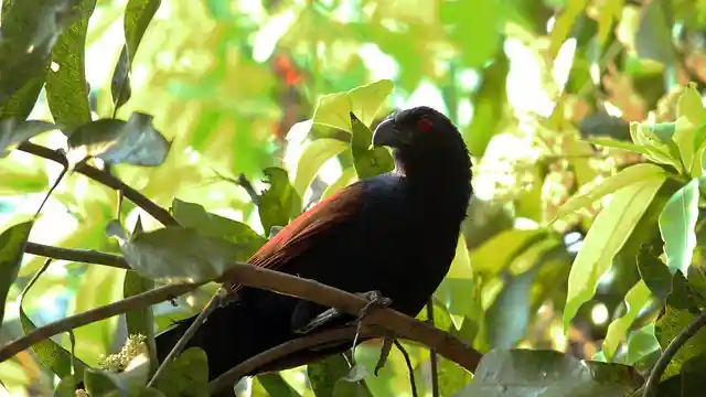 কোকিল পাখির ছবি ডাউনলোড / পাখির ফটো