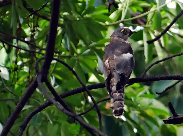 কোকিল পাখির ছবি ডাউনলোড / পাখির ফটো