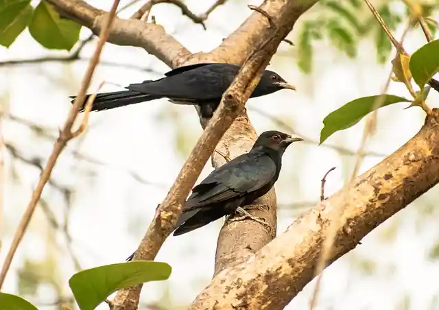 কোকিল পাখির ছবি ডাউনলোড / পাখির ফটো