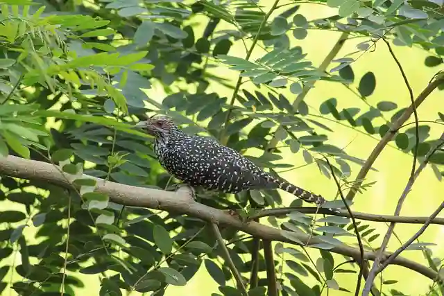 কোকিল পাখির ছবি ডাউনলোড / পাখির ফটো