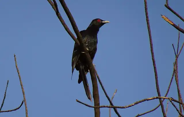 কোকিল পাখির ছবি ডাউনলোড / পাখির ফটো