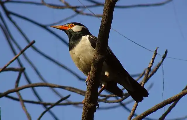 250+ বিভিন্ন পাখির ছবি / বিভিন্ন ধরনের পাখির ছবি ডাউনলোড