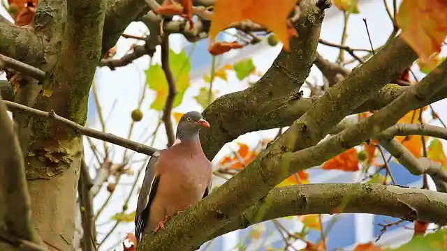 250+ বিভিন্ন পাখির ছবি / বিভিন্ন ধরনের পাখির ছবি ডাউনলোড