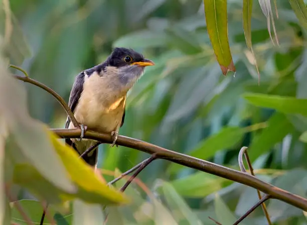 চাতক পাখির ছবি HD / চাতক পাখির ছবি ডাউনলোড