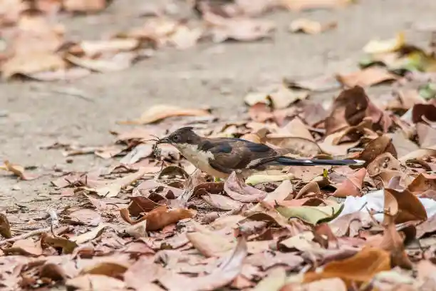 চাতক পাখির ছবি HD / চাতক পাখির ছবি ডাউনলোড