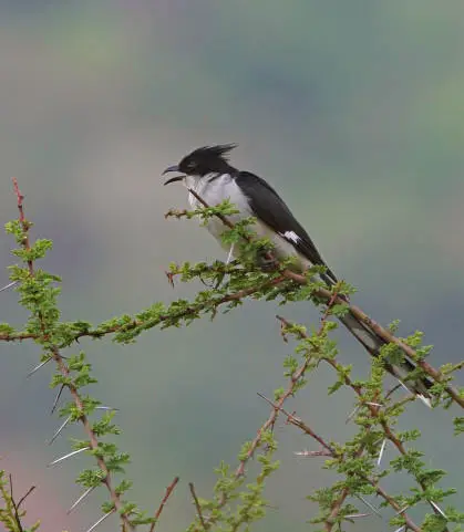 চাতক পাখির ছবি HD / চাতক পাখির ছবি ডাউনলোড