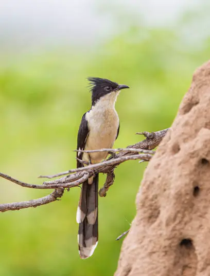 চাতক পাখির ছবি HD / চাতক পাখির ছবি ডাউনলোড