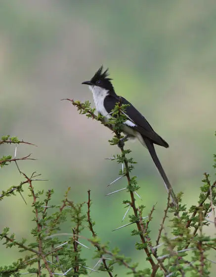 চাতক পাখির ছবি HD / চাতক পাখির ছবি ডাউনলোড