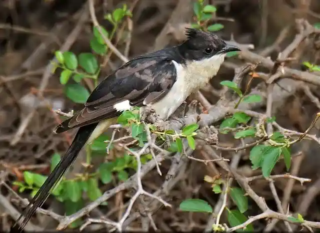 চাতক পাখির ছবি HD / চাতক পাখির ছবি ডাউনলোড