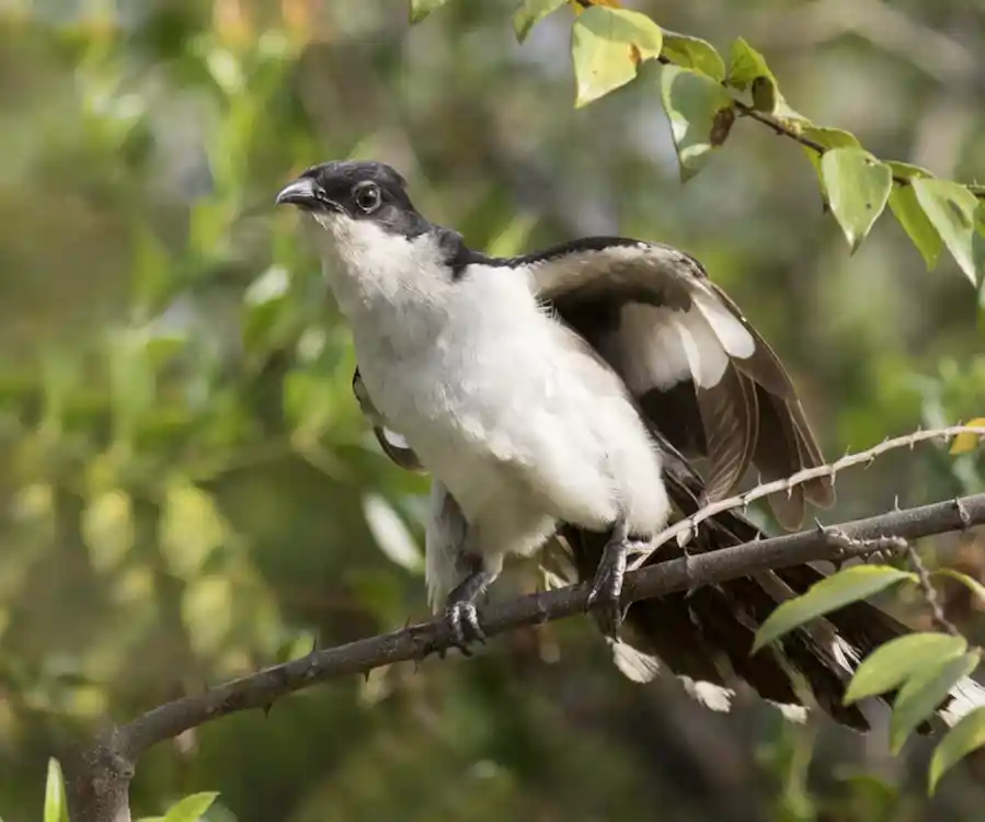 চাতক পাখির ছবি HD / চাতক পাখির ছবি ডাউনলোড