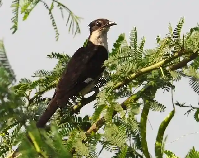 চাতক পাখির ছবি HD / চাতক পাখির ছবি ডাউনলোড