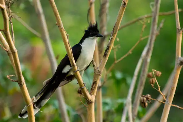 চাতক পাখির ছবি HD / চাতক পাখির ছবি ডাউনলোড