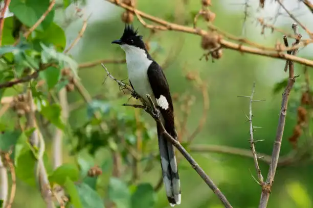 চাতক পাখির ছবি HD / চাতক পাখির ছবি ডাউনলোড