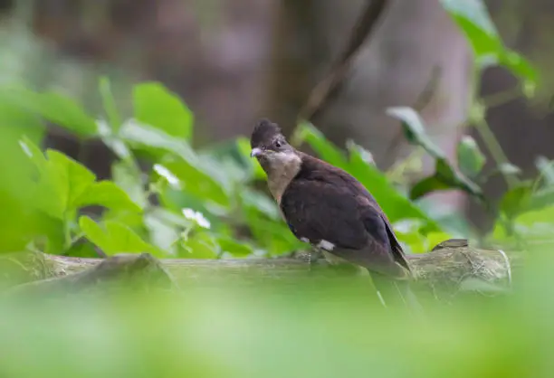 চাতক পাখির ছবি HD / চাতক পাখির ছবি ডাউনলোড