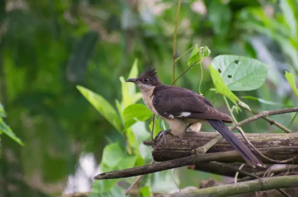 চাতক পাখির ছবি HD / চাতক পাখির ছবি ডাউনলোড