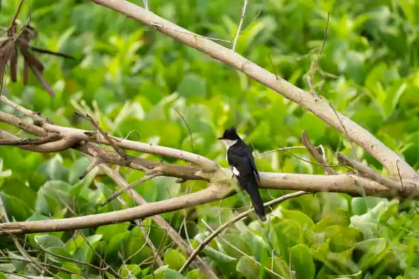 চাতক পাখির ছবি HD / চাতক পাখির ছবি ডাউনলোড