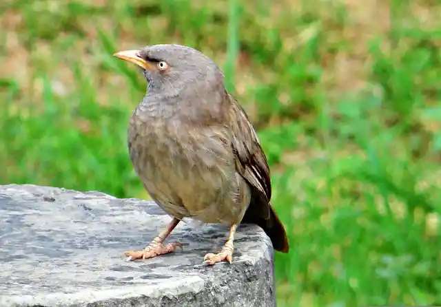 250+ বিভিন্ন পাখির ছবি / বিভিন্ন ধরনের পাখির ছবি ডাউনলোড