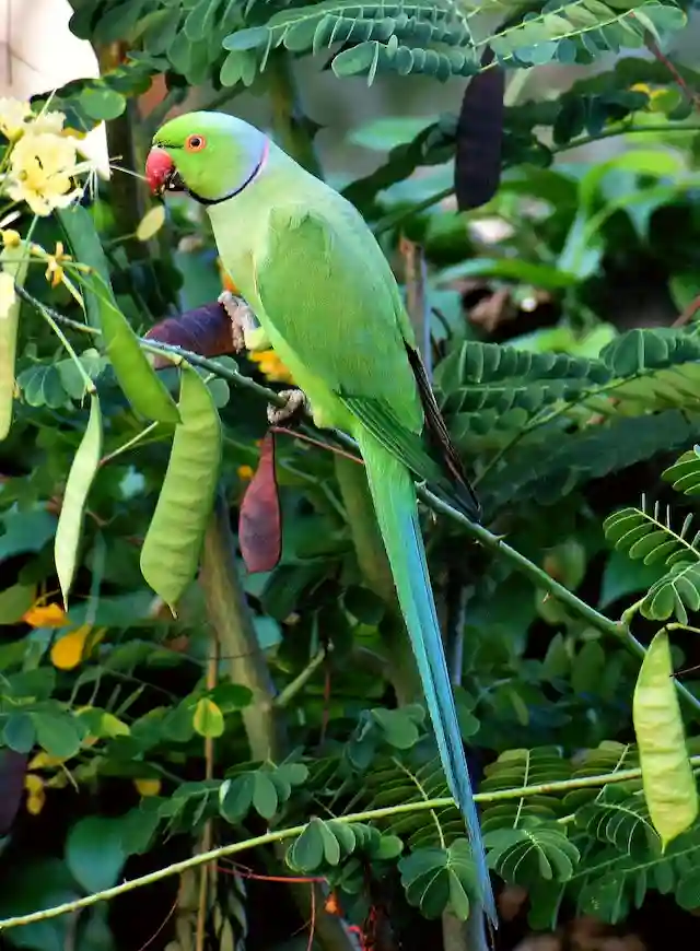 টিয়া পাখির ছবি * পাখির ছবি HD * পাখির ছবি ডাউনলোড