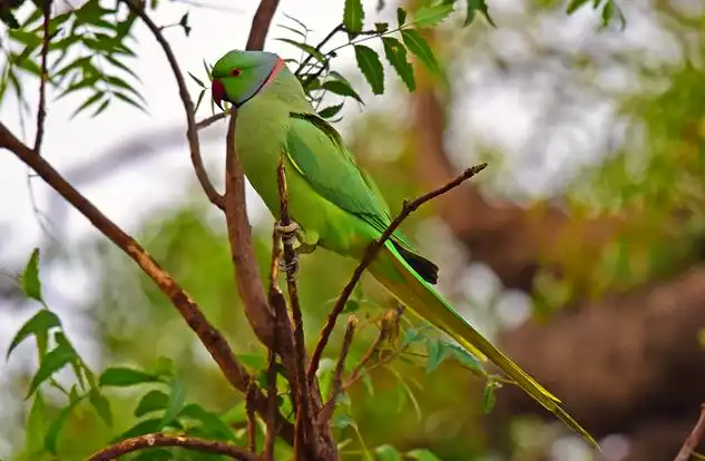 টিয়া পাখির ছবি পাখির ছবি HD পাখির ছবি ডাউনলোড