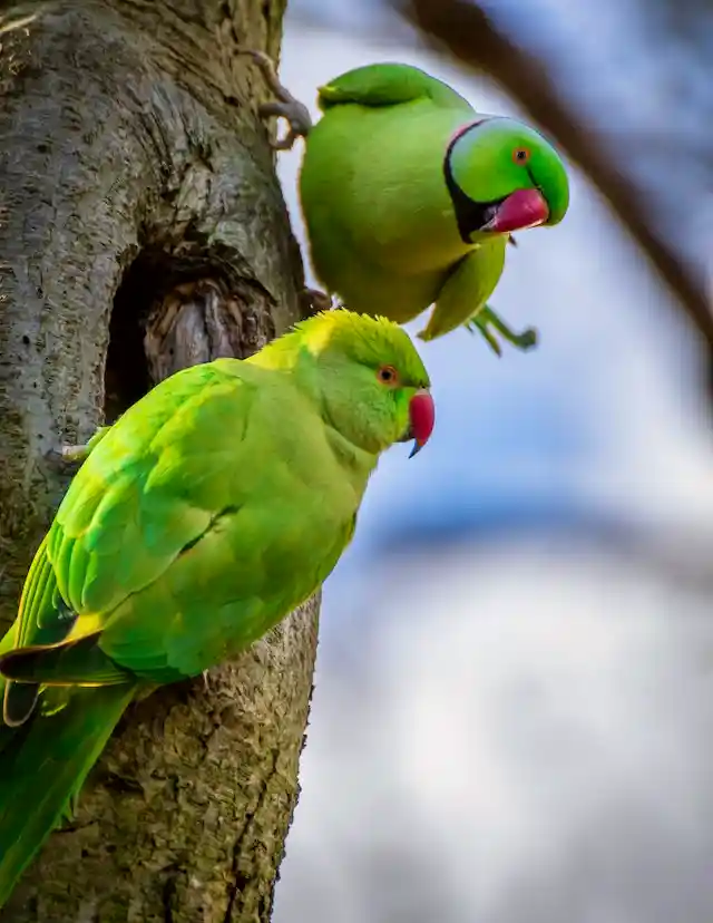 টিয়া পাখির ছবি পাখির ছবি HD পাখির ছবি ডাউনলোড