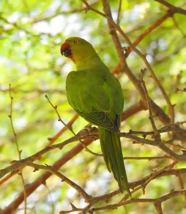 টিয়া পাখির ছবি পাখির ছবি HD পাখির ছবি ডাউনলোড